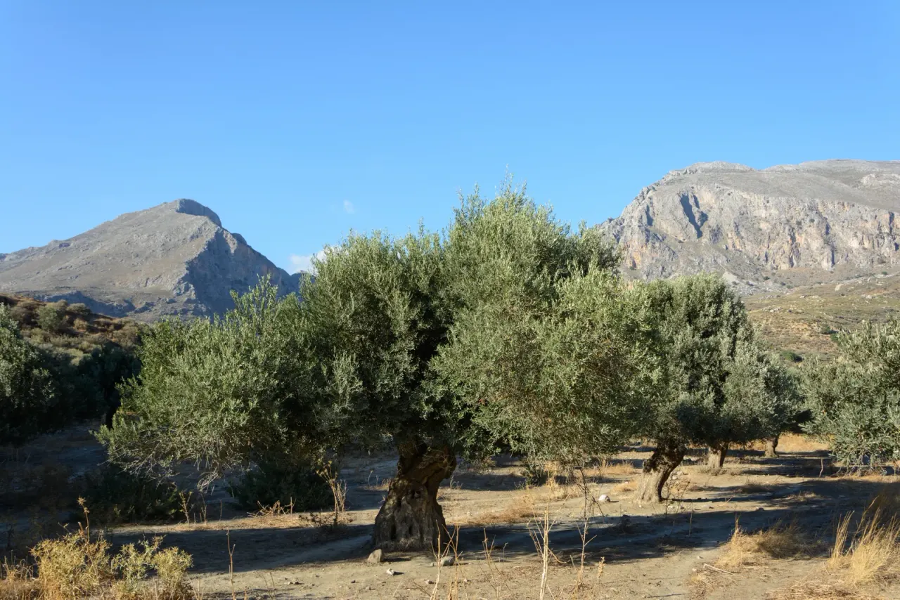 One fungal effector defoliates cotton and olive