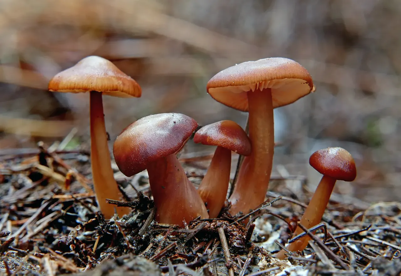 Airborne nitrogen rewires the forest underground