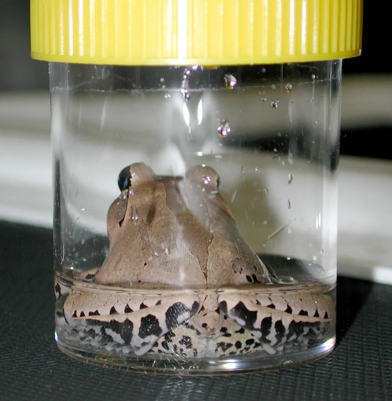 Early skin defence helps midwife toads survive chytrid