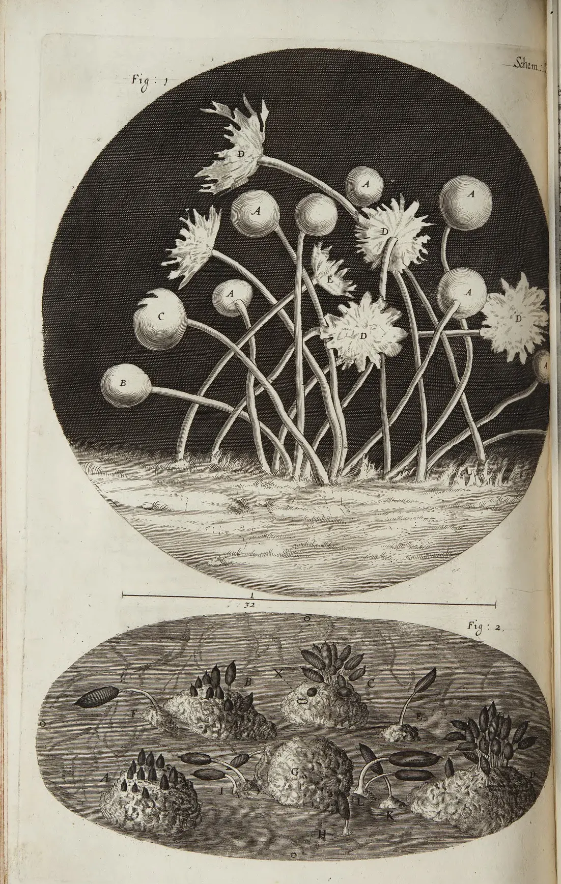 1665: Hooke shows mould under the microscope