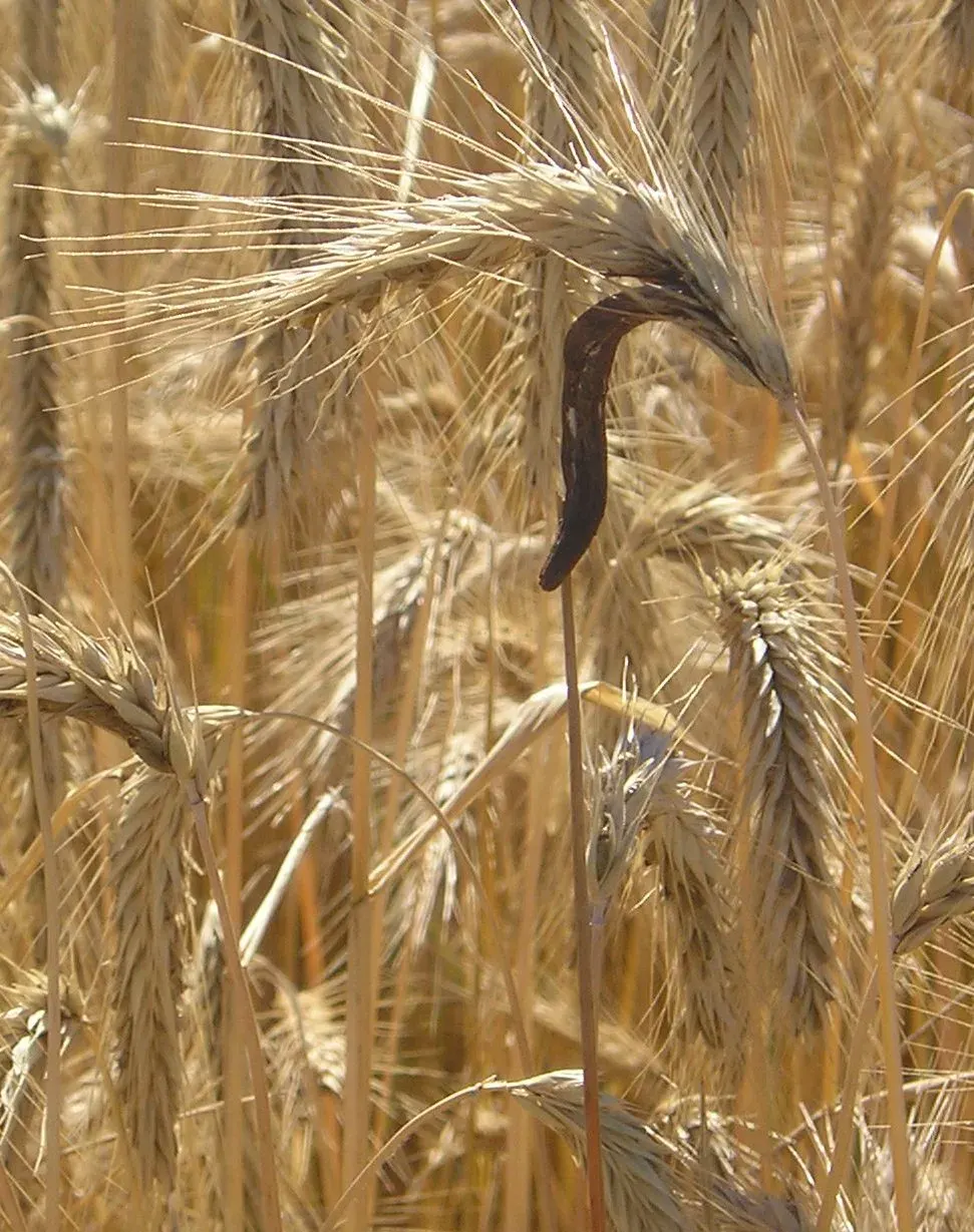 Ergot and Salem: a tempting but weak key