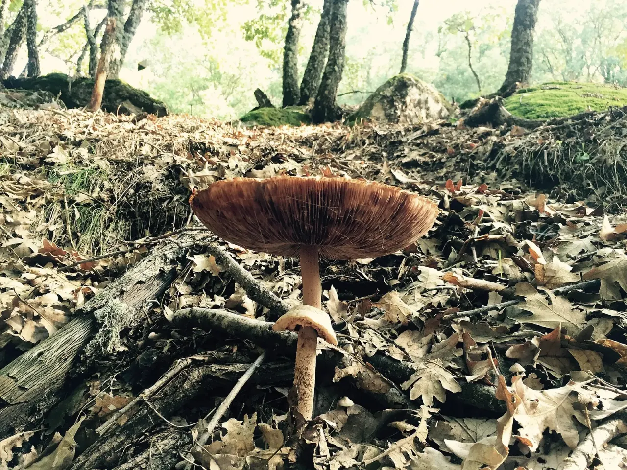 The mushroom season has shifted by nearly two weeks