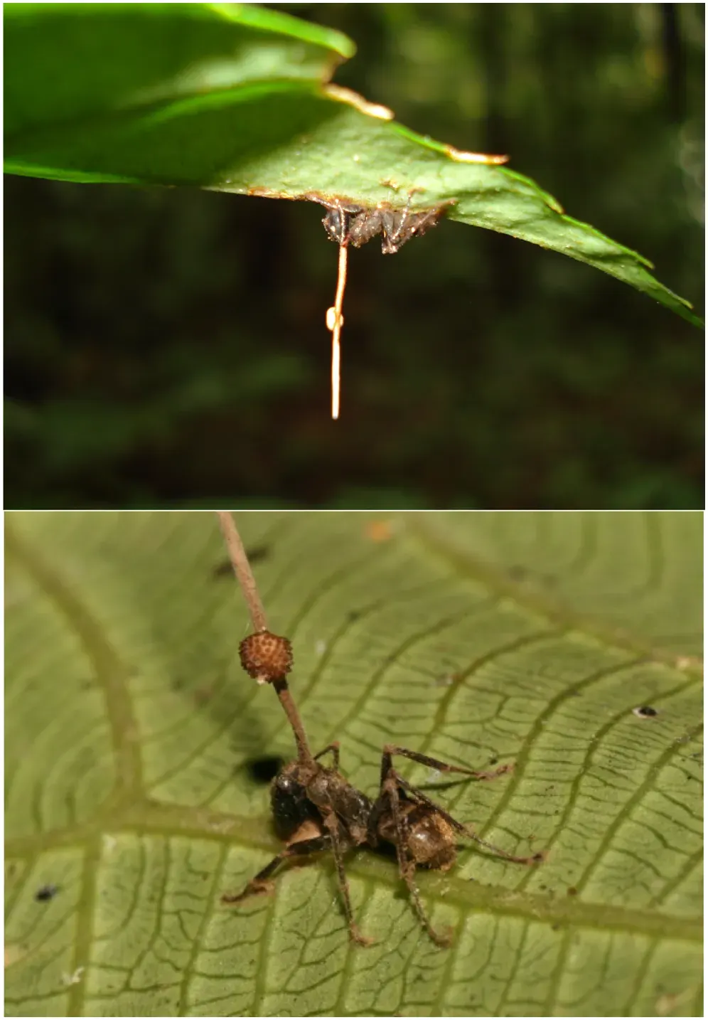 The fungus that changes how ants behave