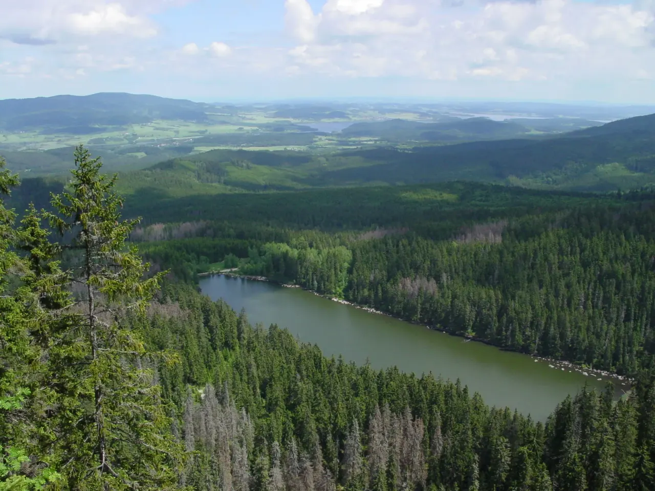 Czechia: picking as use of the forest