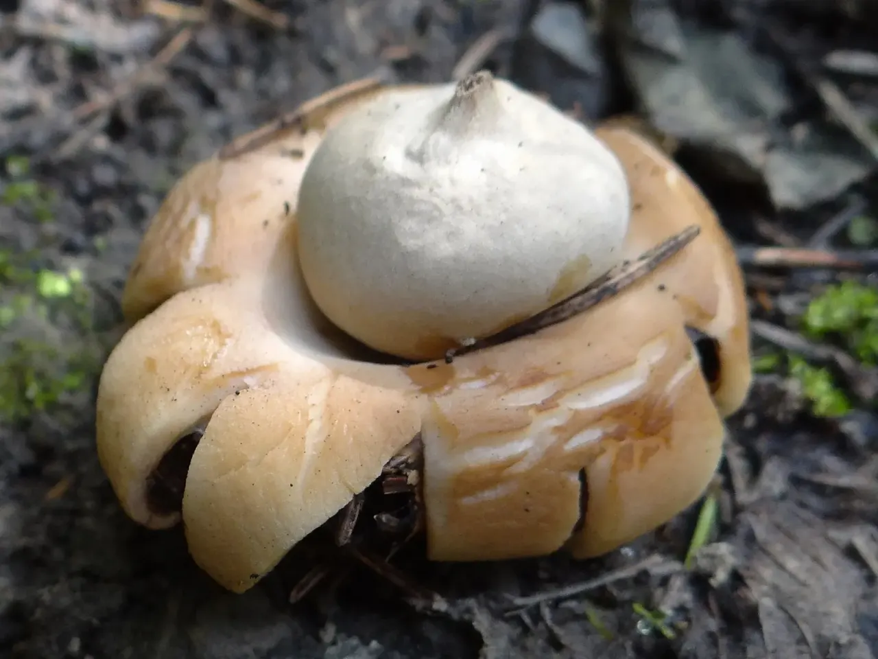 Three candidate earthstar lineages from foragers’ baskets