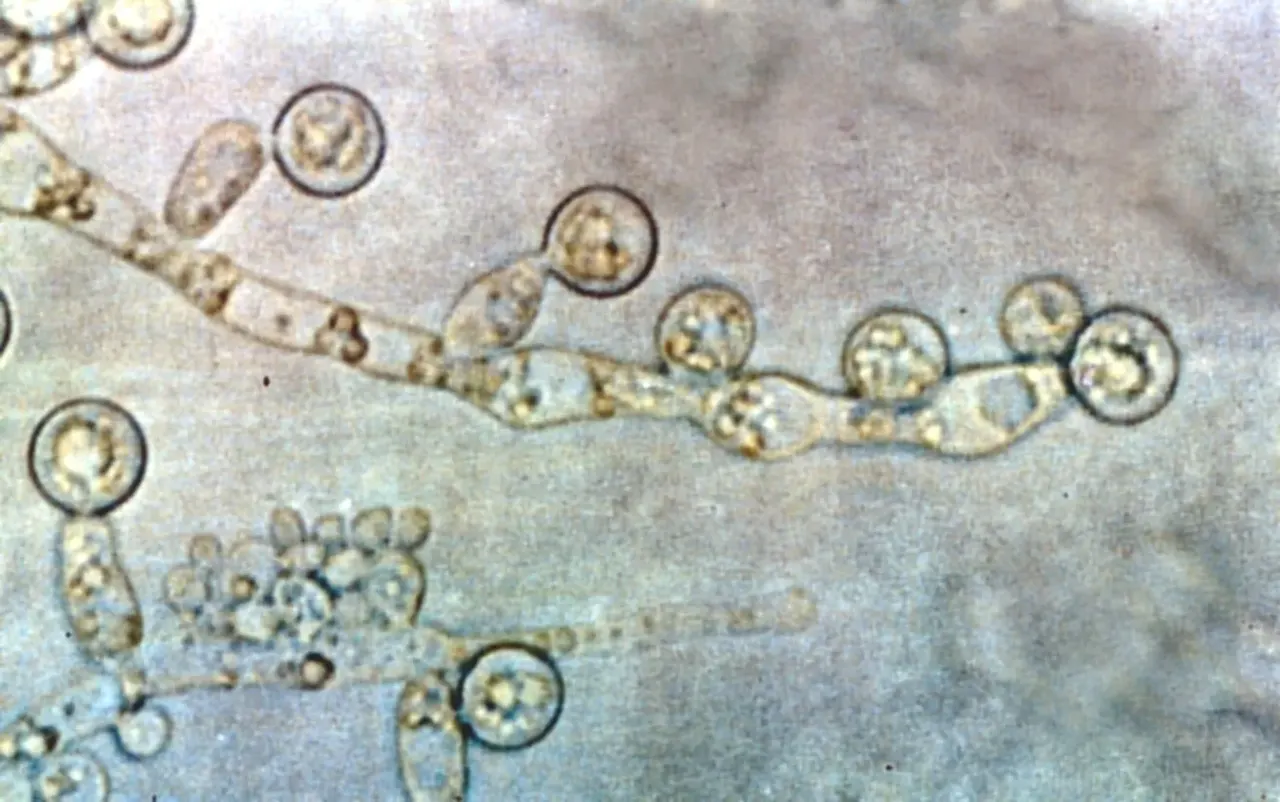 What stops Candida at the mucosal barrier