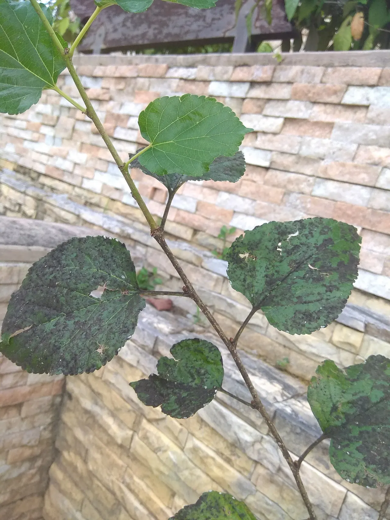 That black film on leaves is fungi too