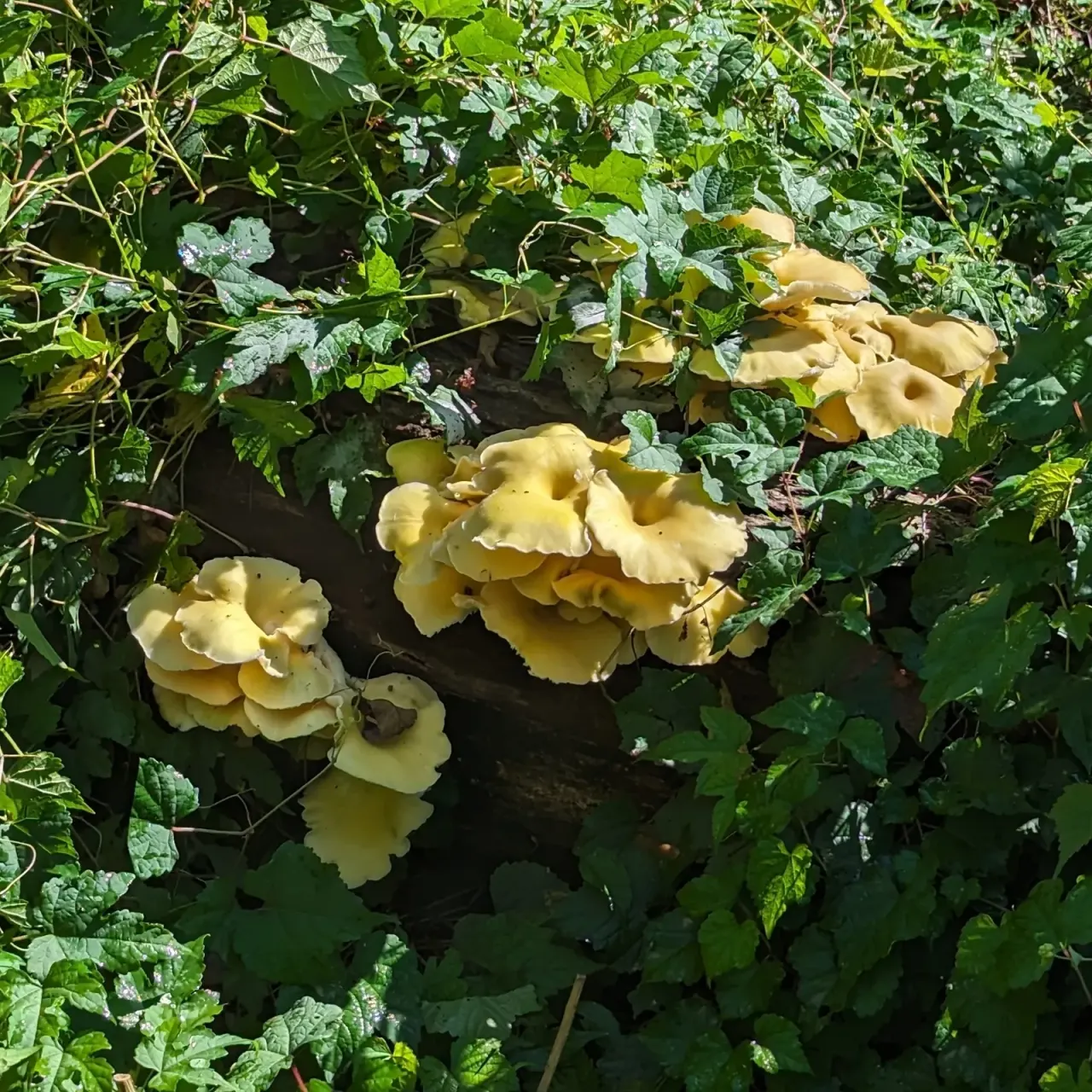 Golden oyster escapes cultivation in North America