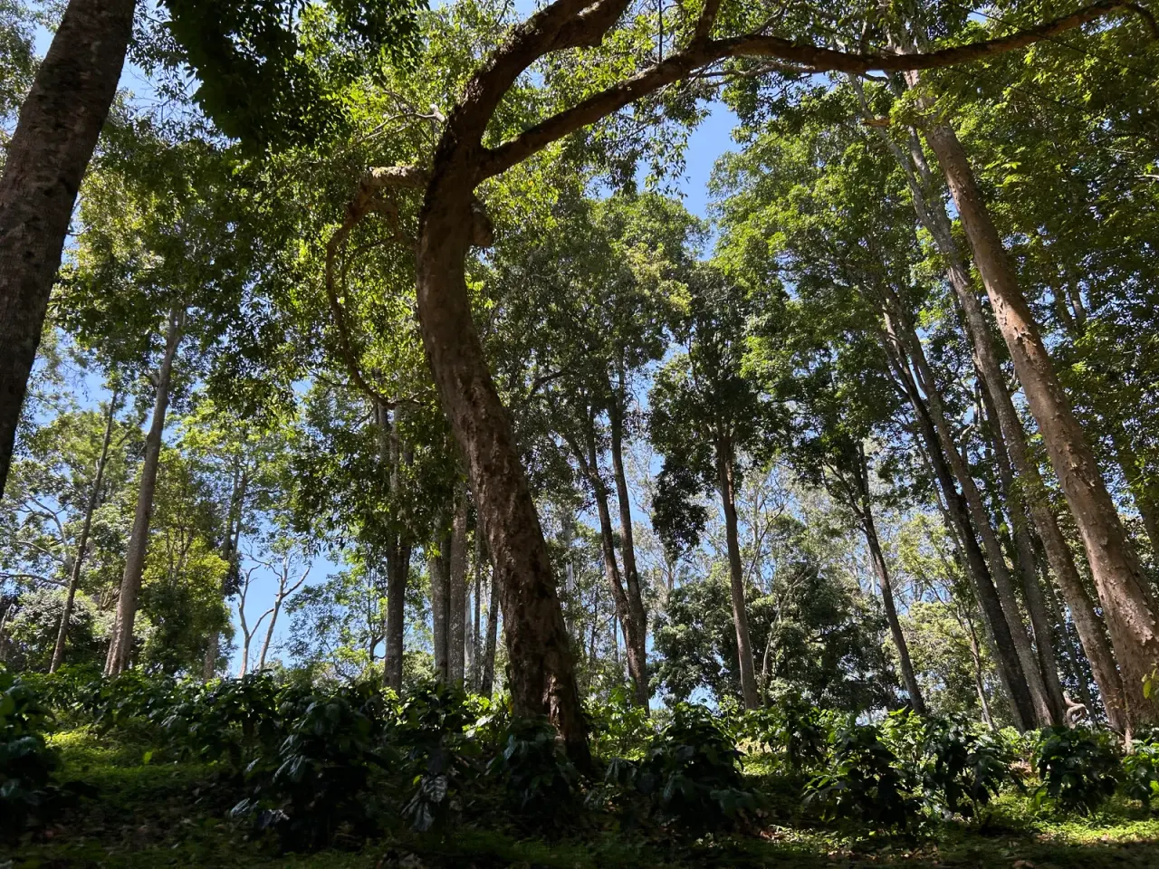 Coffee plantation fungi spill into Costa Rican forest