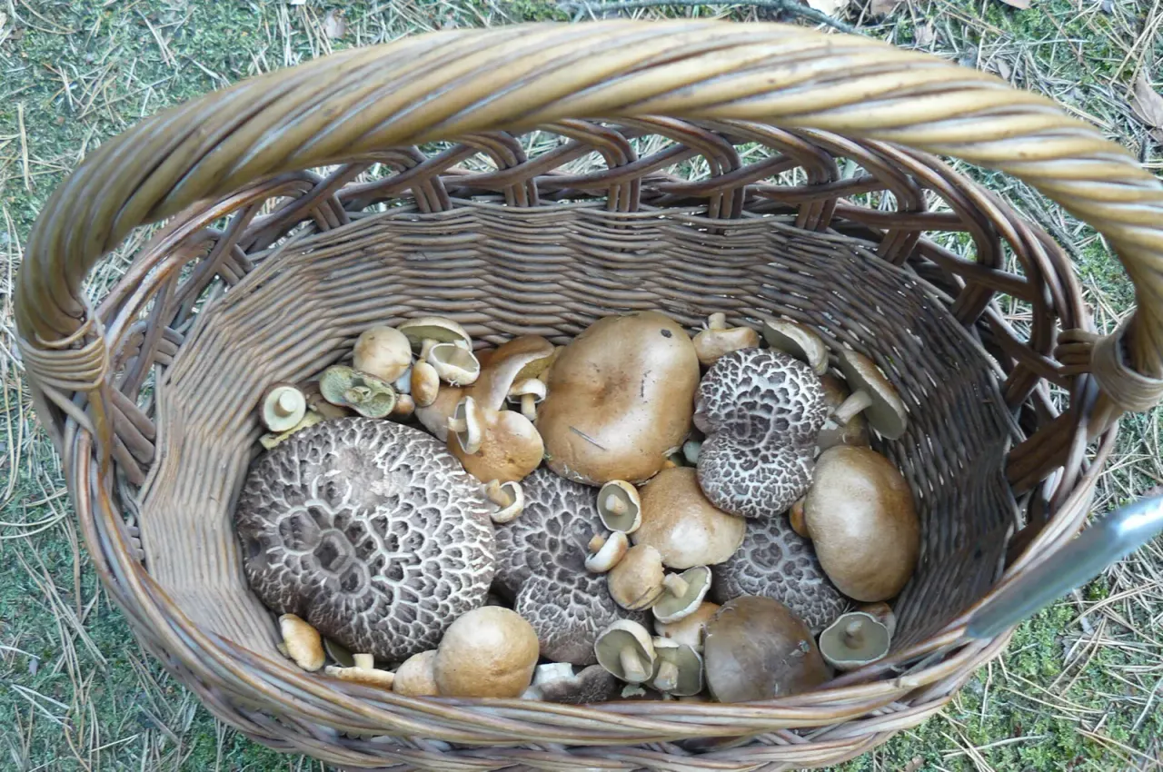 Poland: mushroom picking as the norm