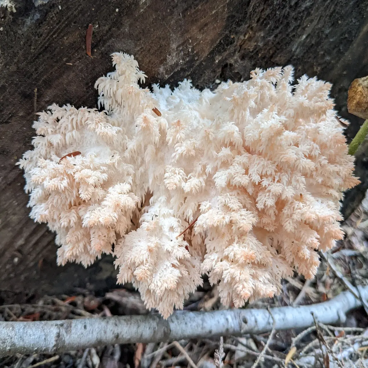 Which fungi are protected in Poland