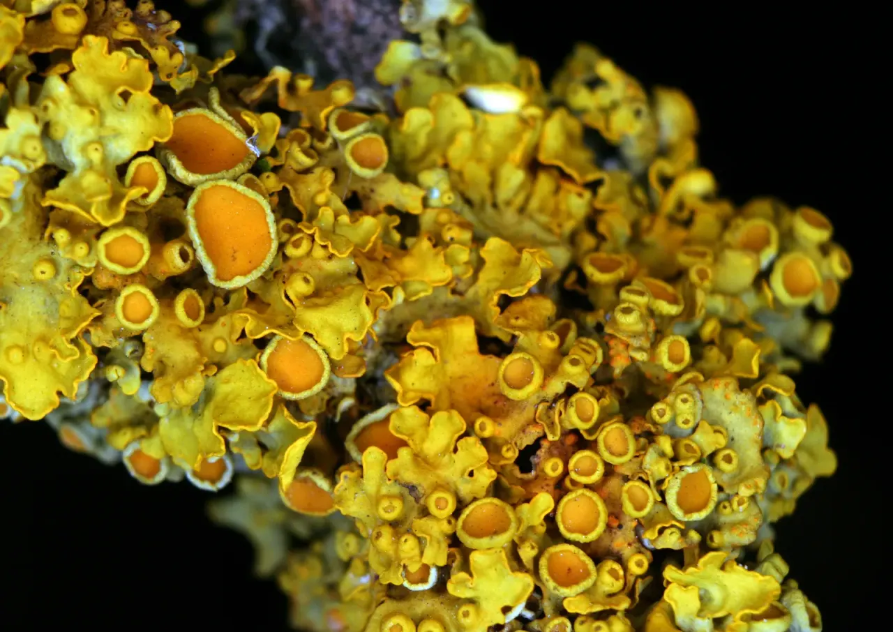 The fungus in a lichen helps its alga obtain iron