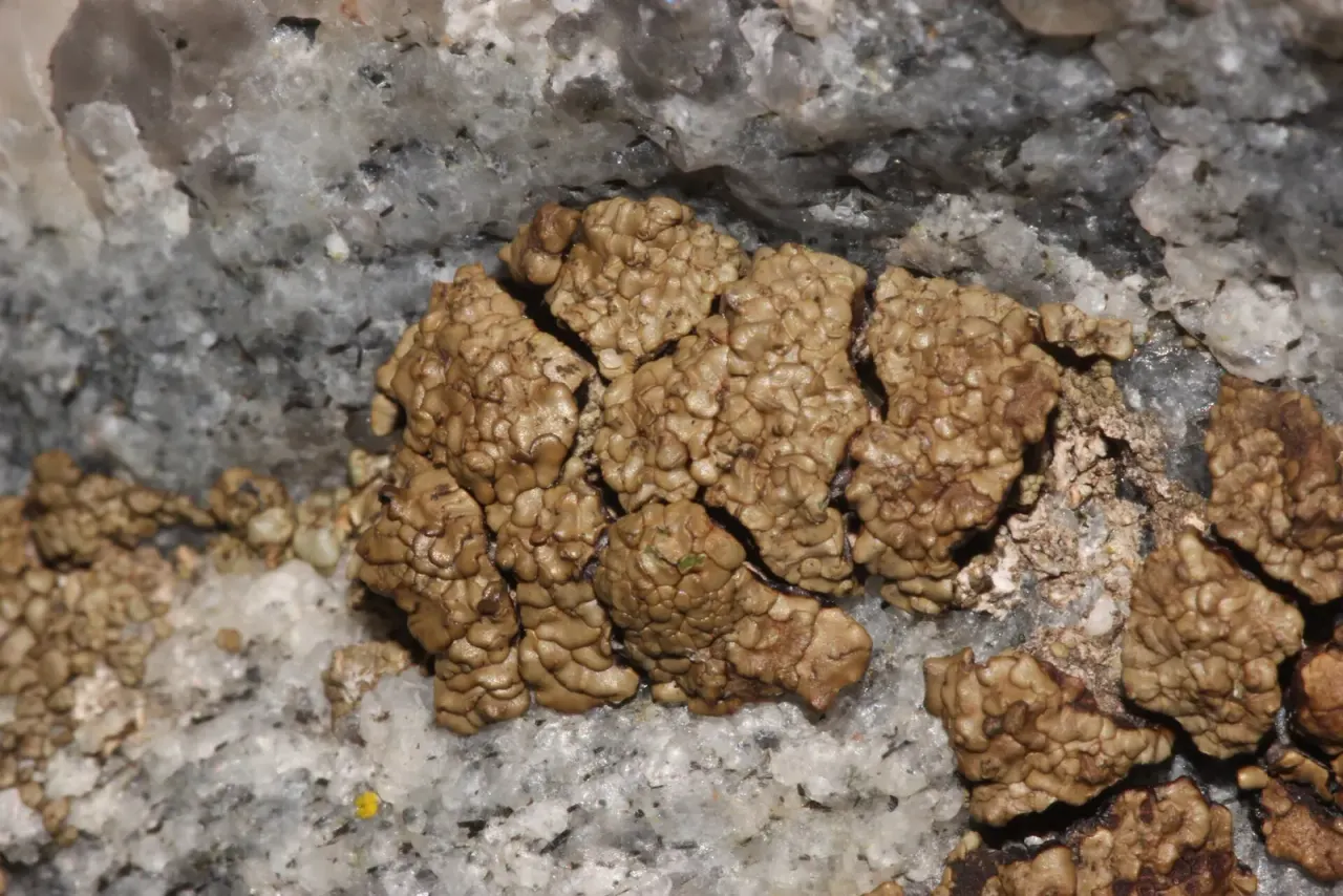 Three new lichens told apart by a bloom