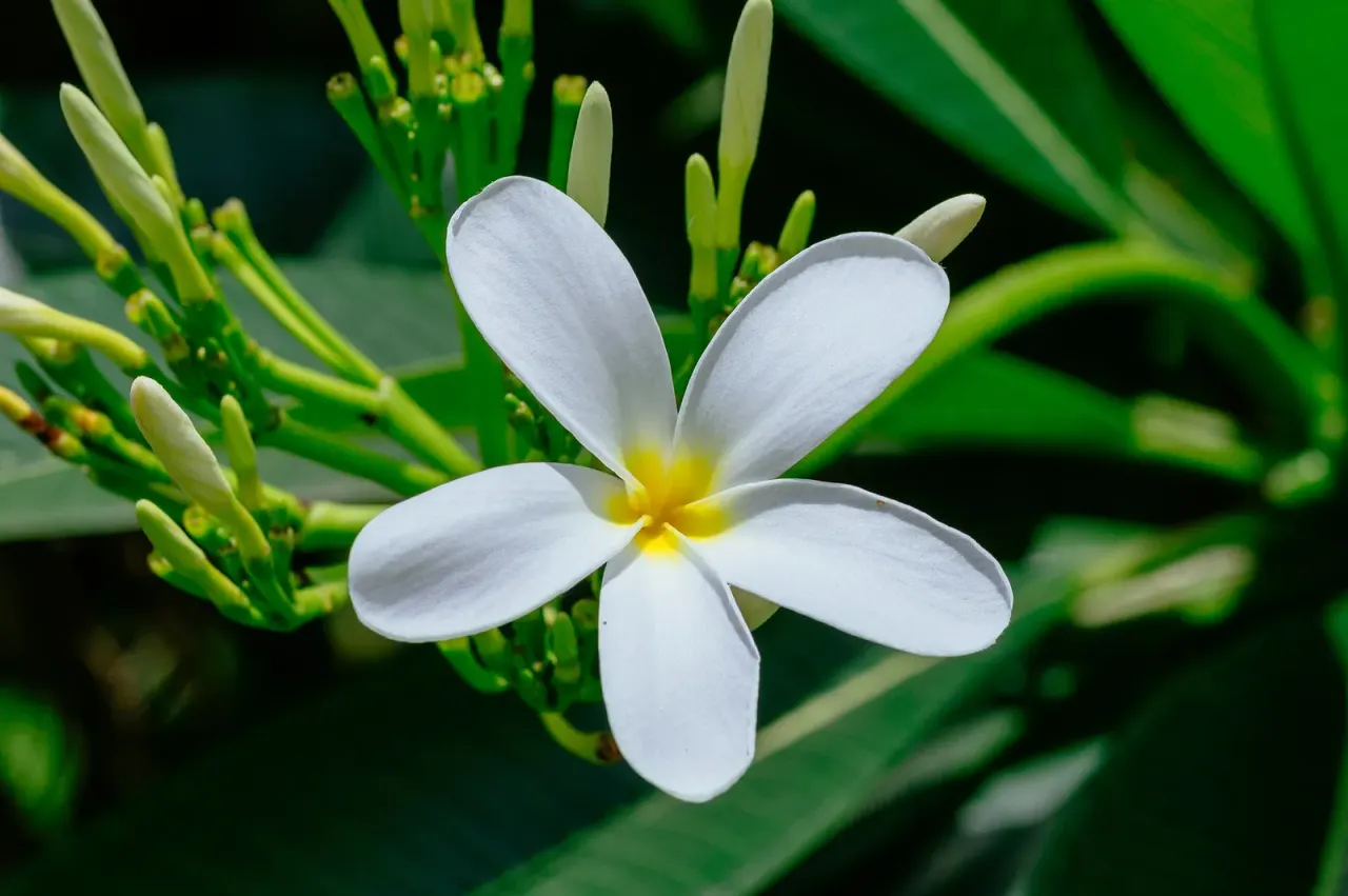Two new yeasts from flowers in northern Thailand